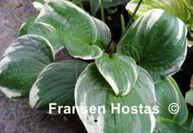 Hosta Frank Fetch