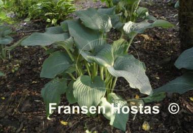 Hosta Frank Lloyd Wright