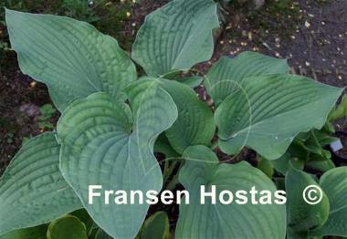 Hosta Frank Lloyd Wright