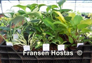 Hosta Fransen's Exclusive Collection