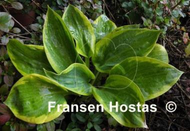 Hosta Fred Wilson