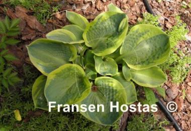 Hosta Fred Wilson