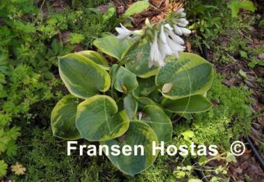 Hosta Fred Wilson