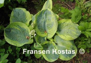 Hosta Fred Wilson