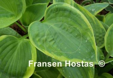 Hosta Fred Wilson