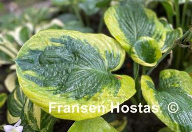 Hosta Fred Wilson