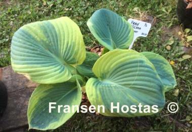Hosta Fred Wilson