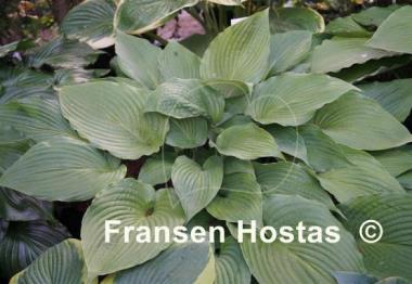 Hosta Freedom