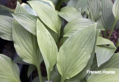 Hosta Freising