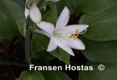 Hosta Freising