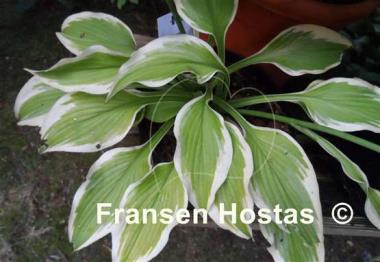 Hosta Fresh