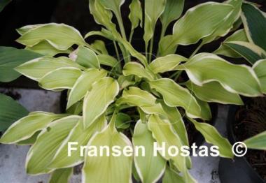 Hosta Fresh