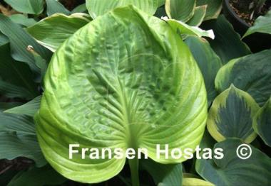 Hosta Friar Tuck