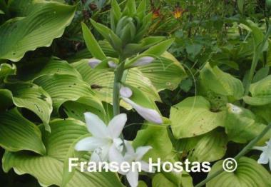 Hosta Fried Bananas