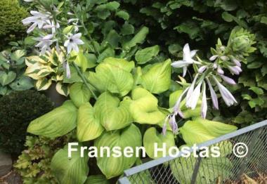 Hosta Fried Bananas