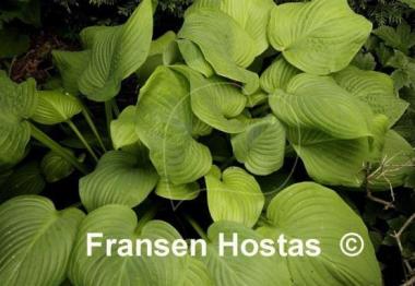 Hosta Fried Bananas