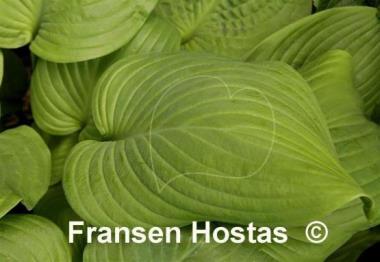 Hosta Fried Bananas