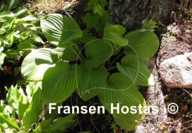 Hosta Fried Green Tomatoes