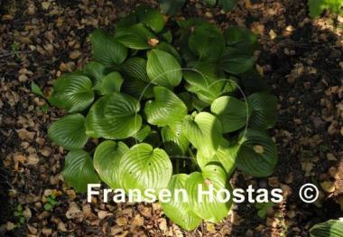 Hosta Fried Green Tomatoes