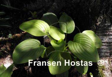 Hosta Fried Green Tomatoes