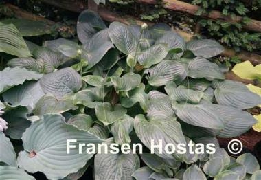 Hosta Fried Green Tomatoes