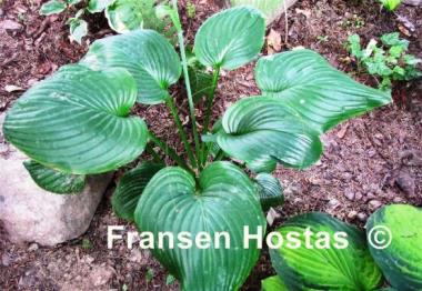 Hosta Fried Green Tomatoes