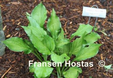 Hosta Fried Yellow Squash