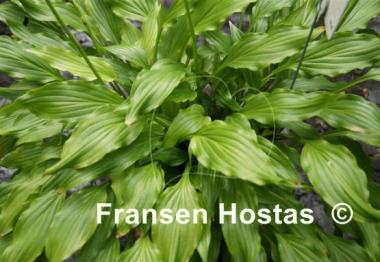 Hosta Friends