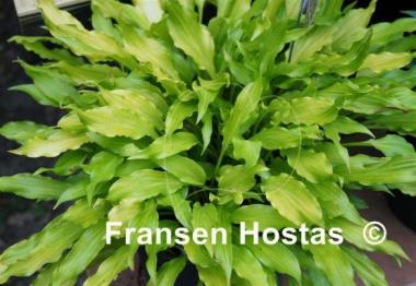 Hosta Friends