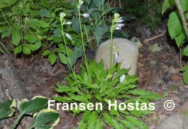 Hosta Friends