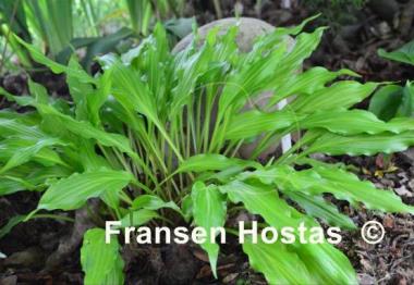 Hosta Friends