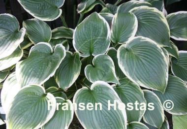 Hosta Fringe Benefit