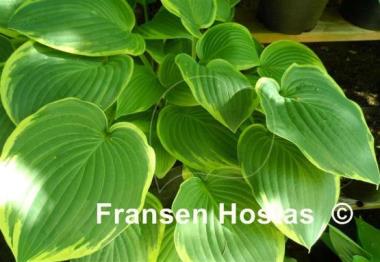 Hosta Fringe Benefit
