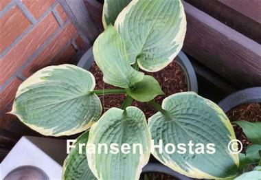 Hosta Fringe Benefit