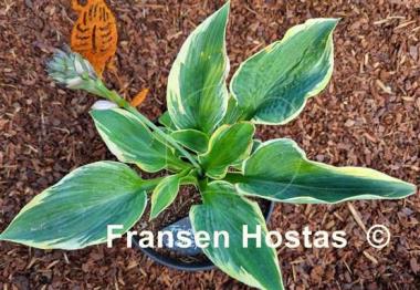 Hosta Fringe Benefit