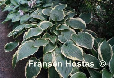 Hosta Fringe Benefit