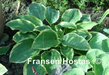 Hosta Fringe Benefit