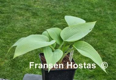Hosta Frisian Desert