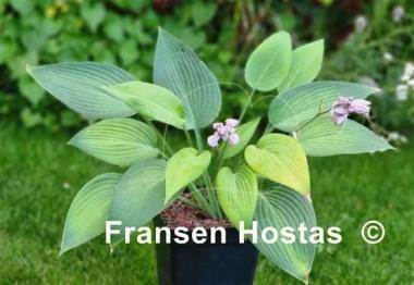 Hosta Frisian Desert