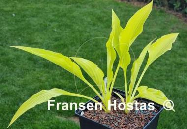 Hosta Frisian Early Gold