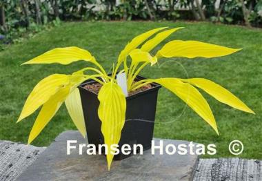 Hosta Frisian Early Gold