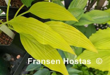 Hosta Frisian Early Gold