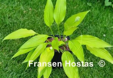 Hosta Frisian Early Gold