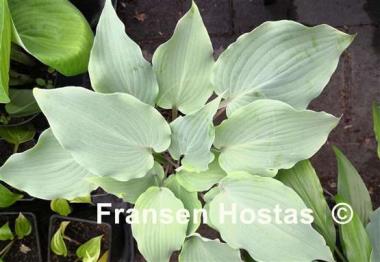 Hosta Frisian Misty Sky