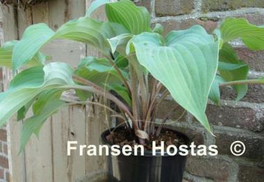 Hosta Frisian Misty Sky