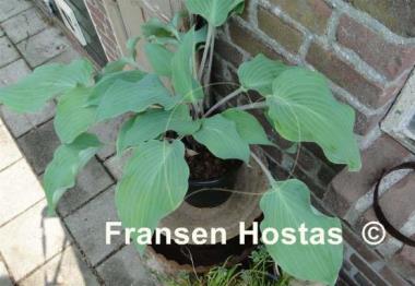 Hosta Frisian Misty Sky