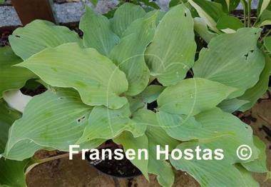 Hosta Frisian Misty Sky
