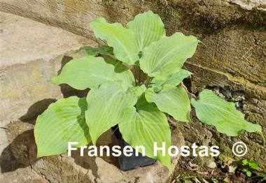 Hosta Frisian Misty Sky