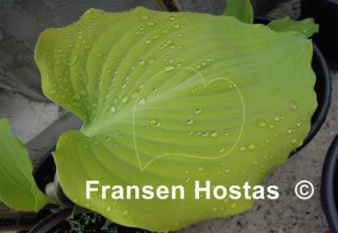 Hosta Frisian Moon Glow