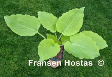 Hosta Frisian Moon Glow